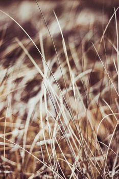 Beauty in nature, balanced lifestyle, environmental concept - Rustic summer field