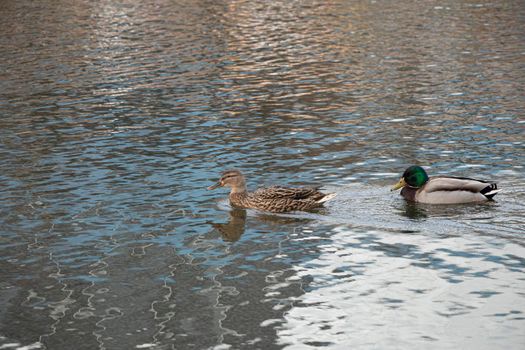 Mallard duck , Anas platyrhynchos, floating on water in sunny day. male wild duck. High quality photo