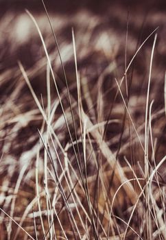 Beauty in nature, balanced lifestyle, environmental concept - Rustic summer field