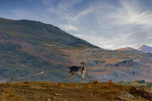 goat grazing in the mountains in the wild with mountain scenery in the background
