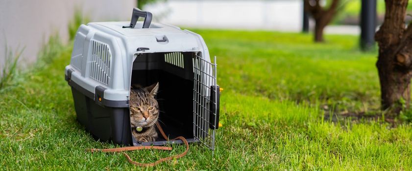 Gray tabby cat lies in a carrier on green grass outdoors