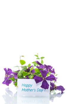 beautiful blooming clematis isolated on a white background