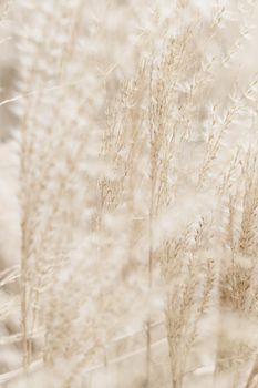 Beauty in nature, balanced lifestyle, environmental concept - Rustic autumn field