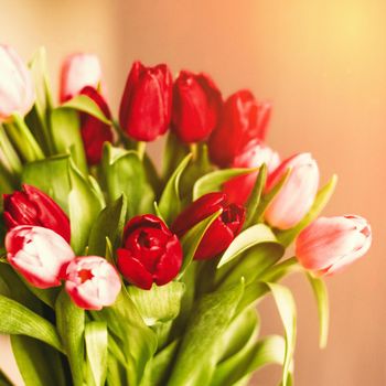 Bouquet of tulips in bloom - mothers day, springtime and international womens day concept. Brighten up your home with flowers