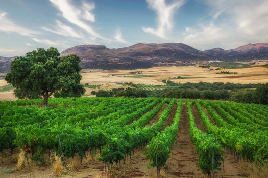 leafy vineyard with mountain scenery and cloudy sky in the background