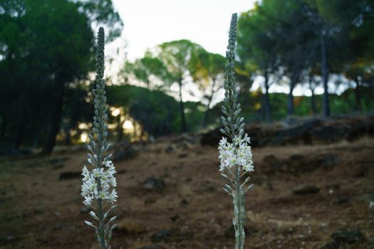 close-up of two white flowering plants of Asphodelus albus in the background of a pine forest