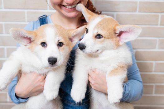 Caucasian woman holding two cute pembroke corgi puppies