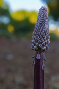 close-up of the desert candle plant Ereremus sylvestre in nature with the background out of focus.