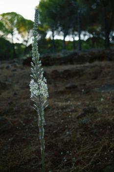 close-up of a plant with white flowers of Asphodelus albus in the background a pine forest