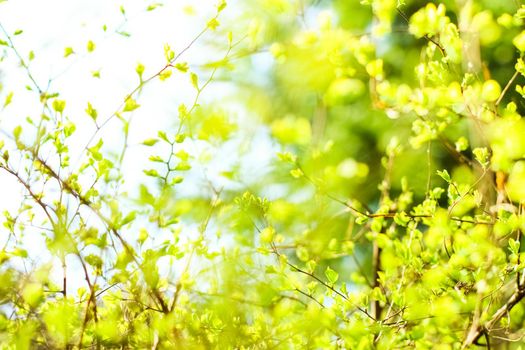 Natural environment, botanical textures and bioenergy concept - Green leaves in springtime, nature background