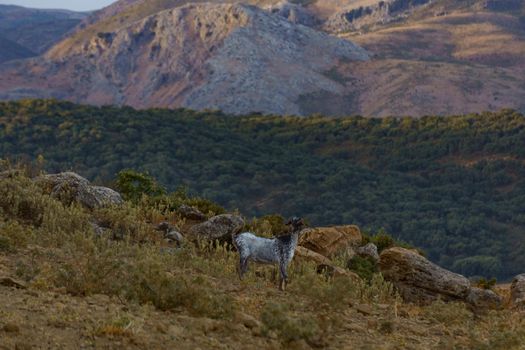 goat grazing in the mountains in the wild with mountain scenery in the background