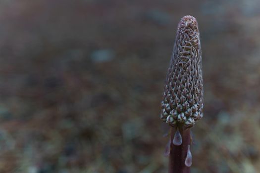 close-up of the desert candle plant Ereremus sylvestre in nature with the background out of focus.