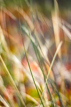 Beauty in nature, balanced lifestyle, environmental concept - Rustic spring field