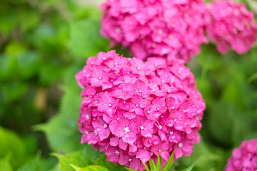 Close up light pink hortensia fresh flowers blur background