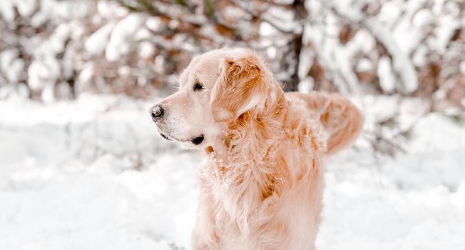 Golden retriever dog standing in snow in winter time and looking back. Purebred pet labrador outdoors in cold weather