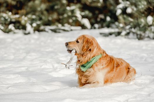 Golden retriever dog in winter time lying in snow holding stick in its mouth. Cute purebred doggy pet in cold weather outdoors in forest