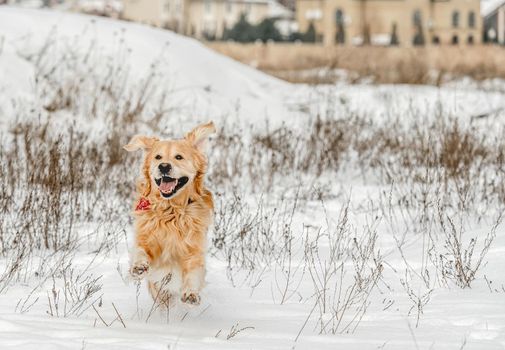Golden retriever dog running in winter time in snow and enjoying walk. Cute purebred doggy pet in cold weather outside in forest