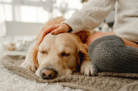 Golden retriever dog sleeping and girl owner hand petting him in winter holidays time. Cozy portrait of young woman and doggy pet at home