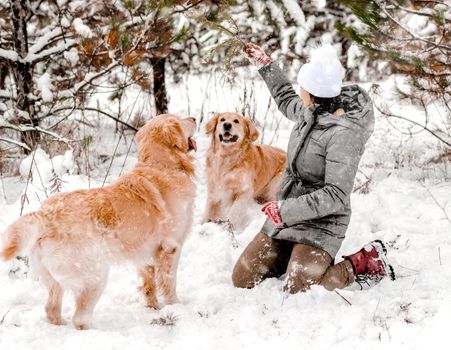 Girl playing with two golden retriever dogs in snow in winter time. Young woman with doggy pet labradors outdoors in cold weather with snowflakes