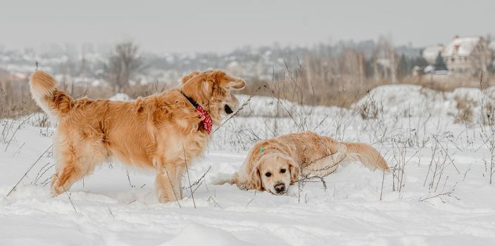 Golden retriever dogs in winter time in snow together. Cute purebred doggy pets in cold weather outside