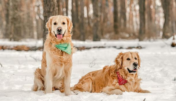 Golden retriever dogs sitting in winter time in snow and enjoying walk together. Adorable purebred doggy pet labradors in cold weather at nature