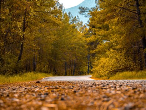 Rural Country Road with trees on both sides