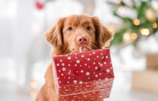 Toller retriever dog in Christmas time holding gift box and looking at camera in decorated room with New Year festive tree. Doggy pet in Xmas home atmosphere with present