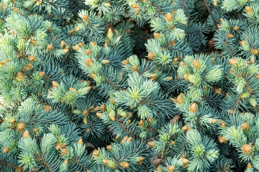 branches of coniferous trees close up as a background. High quality photo