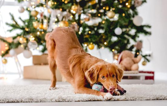 Toller retriever dog in Christmas time playing with ball at home with New Year festive decoration tree and lights. Doggy pet and Xmas atmosphere