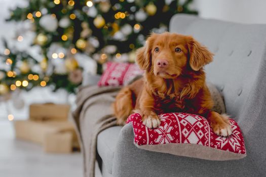 Toller retriever dog in Christmas time lying on sofa at home with New Year festive decoration and tree. Doggy pet and Xmas atmosphere
