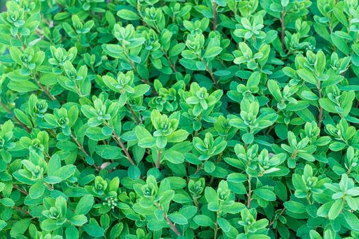 leaves of flowers of plants close-up as a background. High quality photo