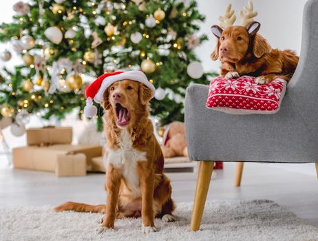 Two toller retriever dogs in Christmas time wearing Santa hat and deer horns at home with New Year festive decoration and tree. Doggy pets and Xmas atmosphere