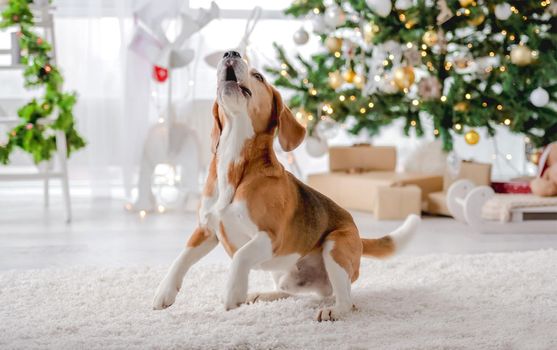 Beagle dog in Christmas time playing and going to jump in decorated room with New Year festive tree. Doggy pet in Xmas home atmosphere