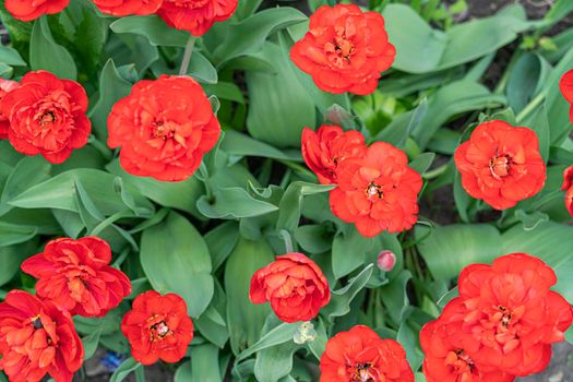 red tulip bud close-up on a beautiful background. High quality photo