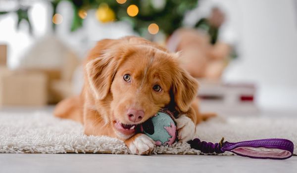 Toller retriever dog in Christmas time lying on floor wit ball toy at home with New Year festive decoration lights on background. Doggy pet and Xmas atmosphere
