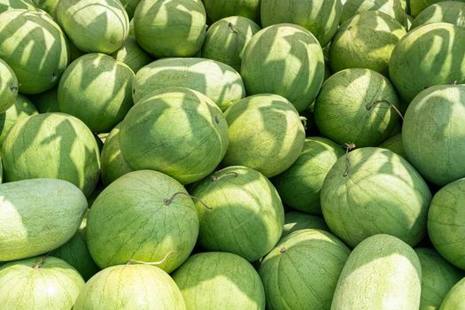 a bunch of striped watermelons close up as a background. High quality photo