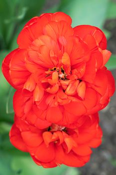 red tulip bud close-up on a beautiful background. High quality photo