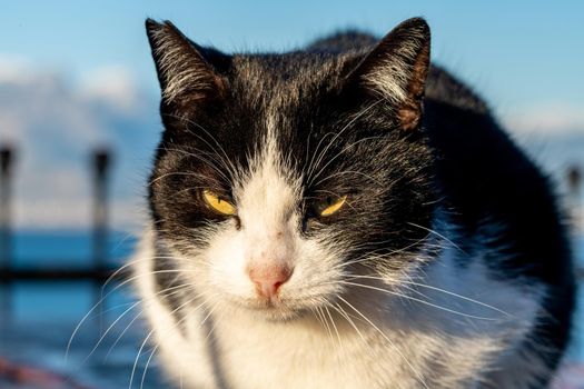 Black and white cat sitting on wooden table at sunrise