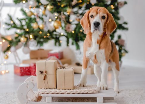 Beagle dog in Christmas time sitting on sled at home with New Year festive decoration and gifts. Doggy pet and magic Xmas atmosphere with tree and lights