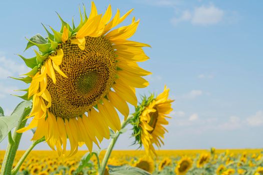 sunflower and a field of sunflowers on a blue sky background. High quality photo