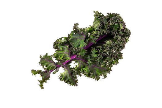 green leafy kale vegetable isolated on white studio background