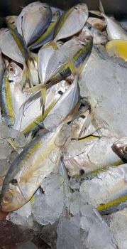 Selective focus Fresh fisheries product yellowstripe scad fish or yellowstripe trevally or yellow banded trevally, smooth tailed trevally, slender scaled trevally, slender trevally or selar kuning