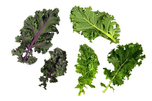 green leafy kale vegetable isolated on white studio background