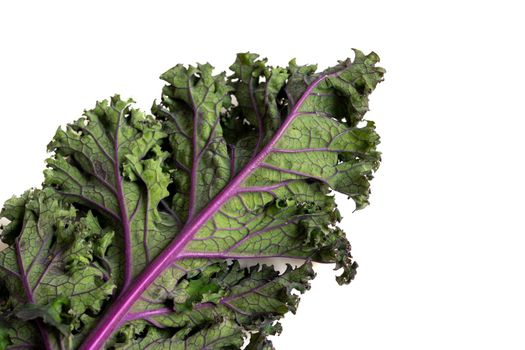 green leafy kale vegetable isolated on white studio background