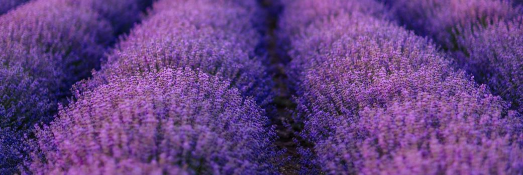 Lavender flower blooms fragrant fields in endless rows.