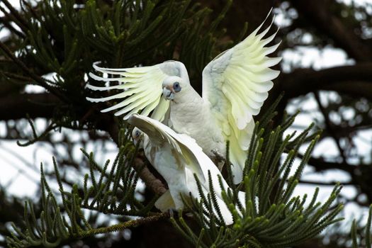 The little corella, also known as the short-billed corella, bare-eyed cockatoo, blood-stained cockatoo, and little cockatoo is a white cockatoo native to Australia. Shot near Bronte beach, Sydney.