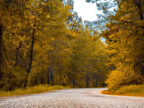 Rural Country Road with trees on both sides