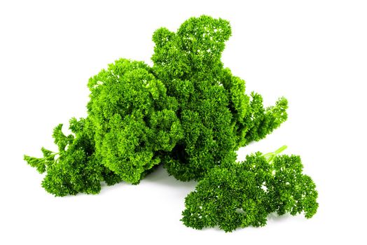 Fresh Greenery. Sprigs of curled parsley on a white background.