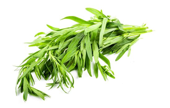 Fresh tarragon grass herb isolated on white background. Macro photo.