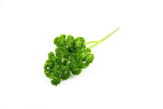 Fresh Greenery. Sprigs of curled parsley on a white background.